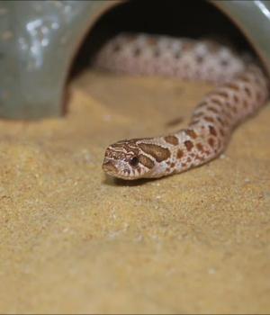 Kinderactiviteit: Reptielen in De Schierstins