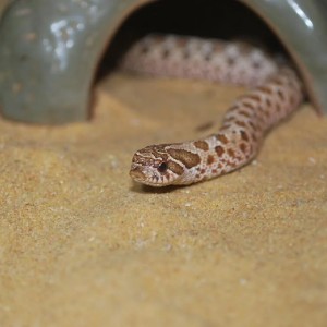 Kinderactiviteit: Reptielen in De Schierstins